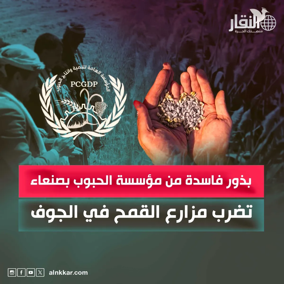 بذور فاسدة من مؤسسة الحبوب بصنعاء تضرب مزارع القمح في الجوف