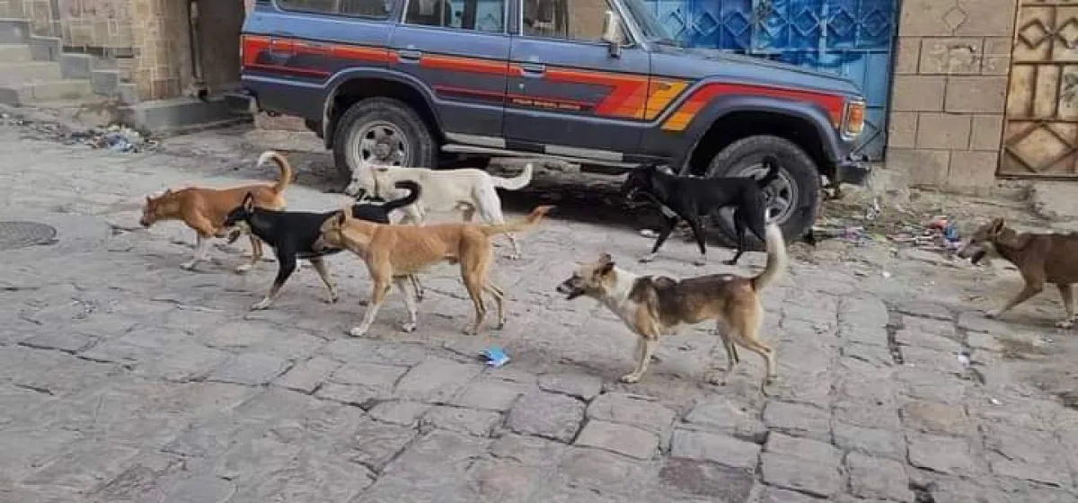 وفاة طفل بعد عضة كلب مسعور في المعافر بتعز