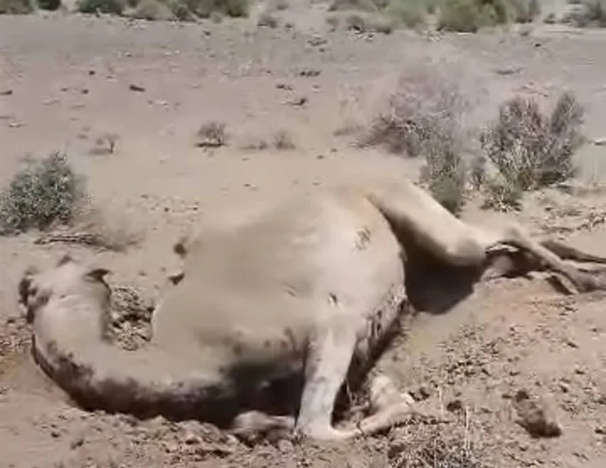 نفوق ناقة بانفجار لغم من مخلفات قوات صنعاء في المخا