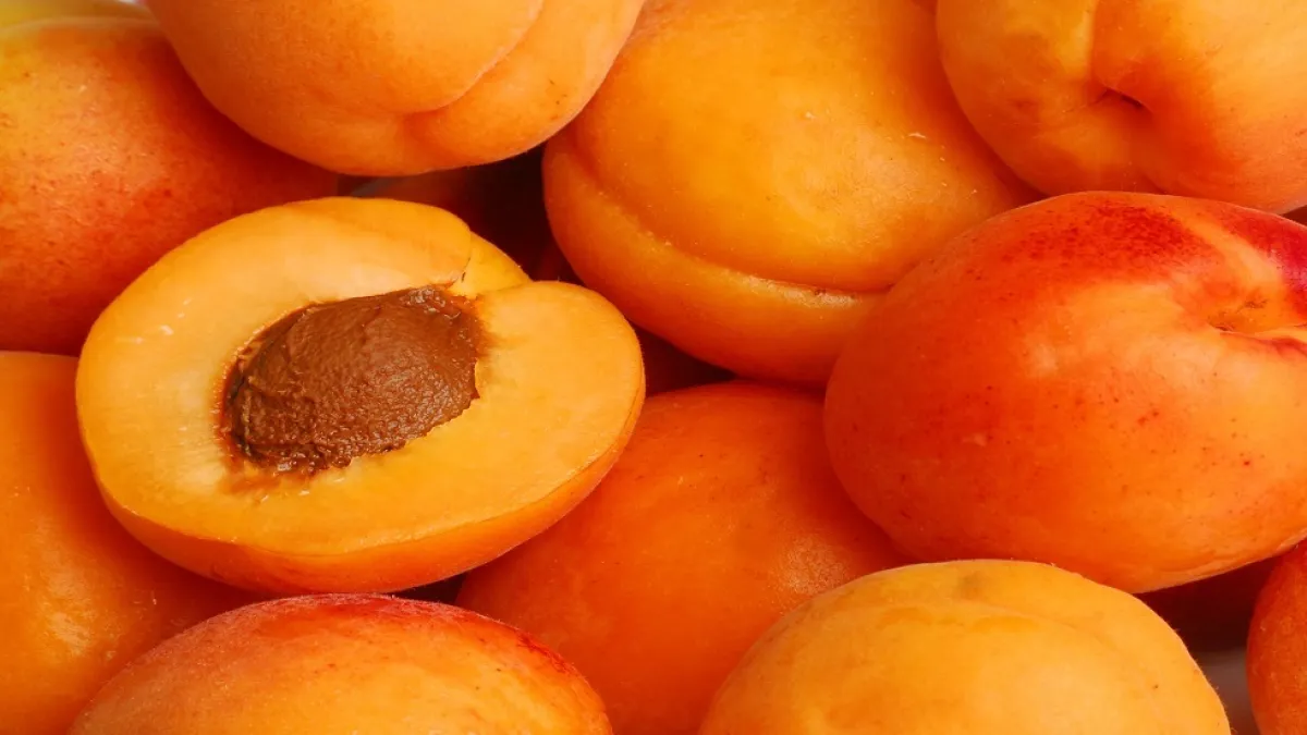 المشمش.. فوائد غذائية مقابل مخاطر عند الإفراط في تناوله