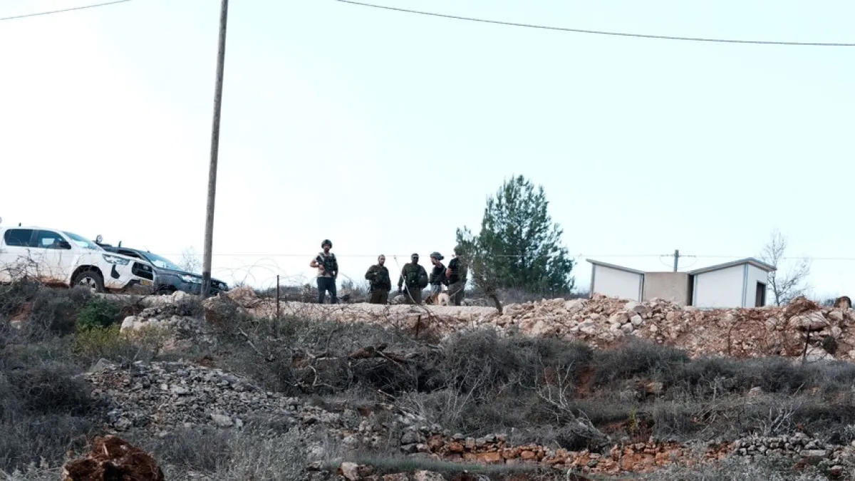 حاخام إسرائيلي يبيح سرقة زيتون الفلسطينيين بالضفة